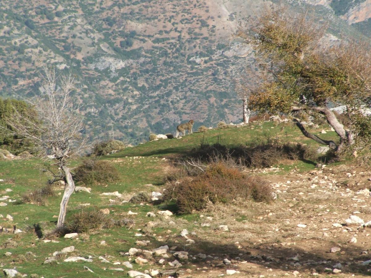 Caiat Lounge Refuge Hostel Taghzoute Luaran gambar